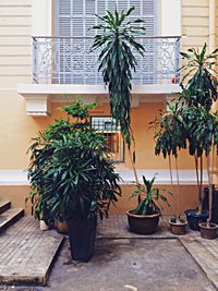 Potted plants in backyard