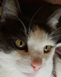 Close-up portrait of cat