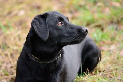 Close-up of black dog