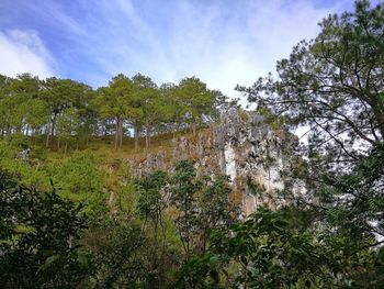 Low angle view of trees against sky