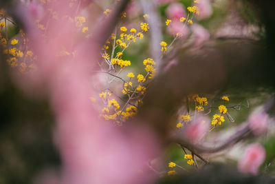 Close-up of plant