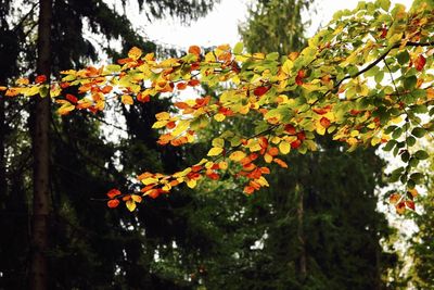 Low angle view of maple tree against sky during autumn