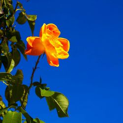 Low angle view of yellow flowers blooming against clear blue sky