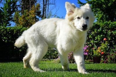 Dog standing on grass against trees
