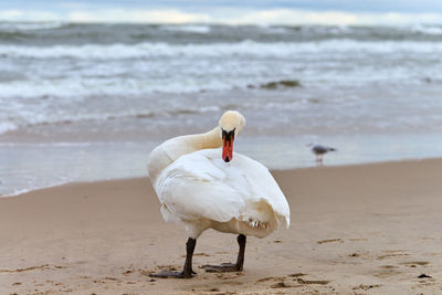 White mute swan standing on sandy beach near baltic sea and cleaning its feathers. wildlife, sea