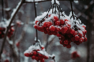 Close-up of frozen berries on tree