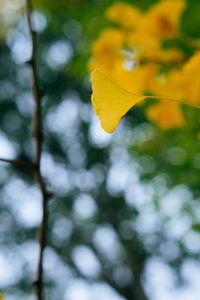 Close-up of yellow leaf against blurred background