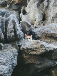 High angle view of cat on rock