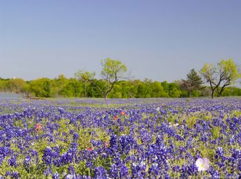 Purple flowering plants on field against blue sky