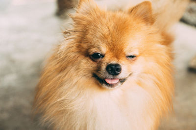 Close-up portrait of a dog