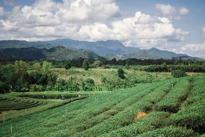 Scenic view of agricultural field against sky