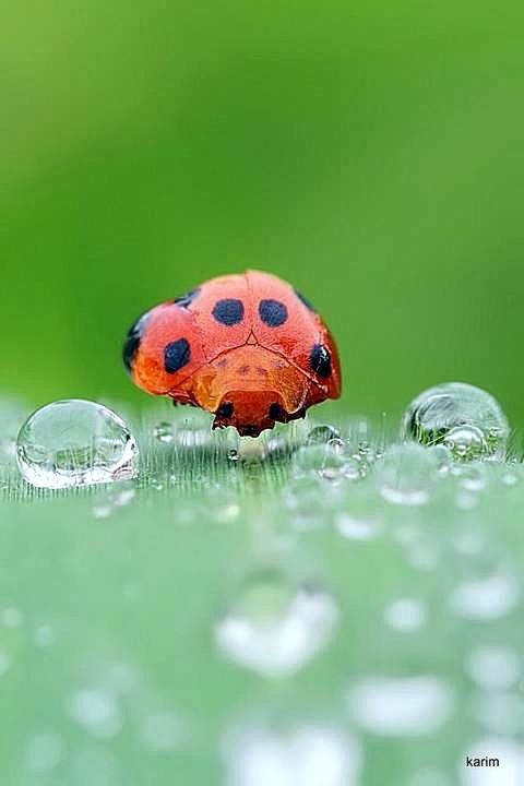 green color, close-up, animal themes, insect, toy, selective focus, multi colored, no people, animals in the wild, focus on foreground, indoors, one animal, wildlife, water, ladybug, green, nature, animal representation, day, spotted
