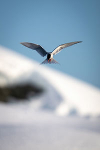 Antarctic tern hovers near bank of snow