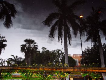 Low angle view of palm trees against sky at night