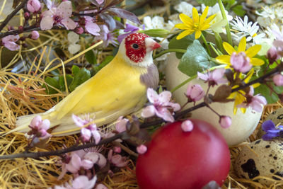 One of my own yellow gouldian finch between blooming twigs and a red easter egg