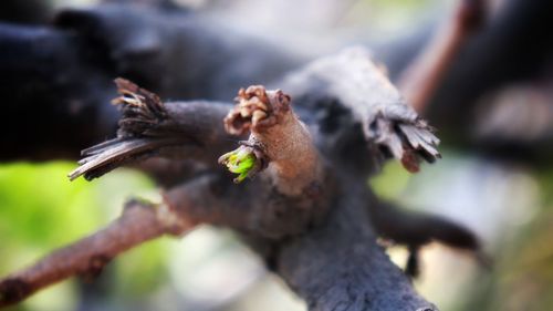 Close-up of mushroom growing on tree