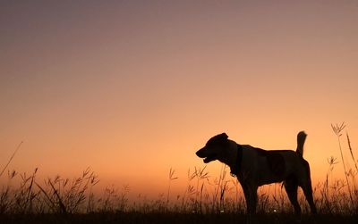 Silhouette dog standing on field against sky during sunset