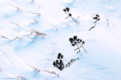 Low angle view of trees against sky