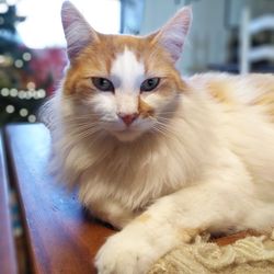 Close-up portrait of a cat