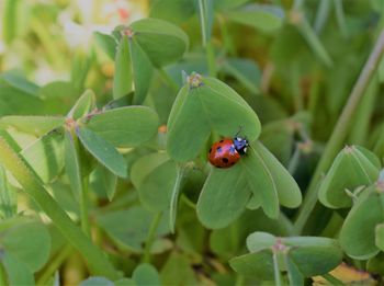 Close-up of ladybug on leaves