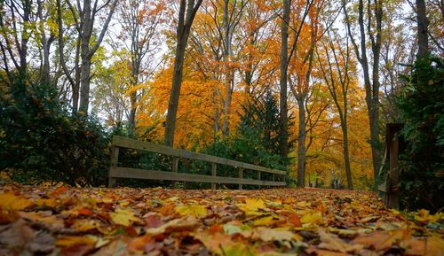 Autumn leaves fallen in forest