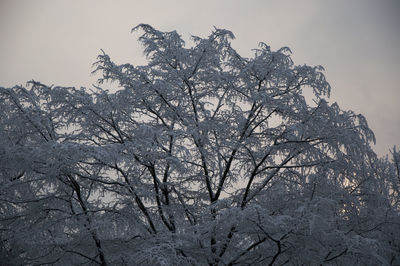 Low angle view of tree against sky