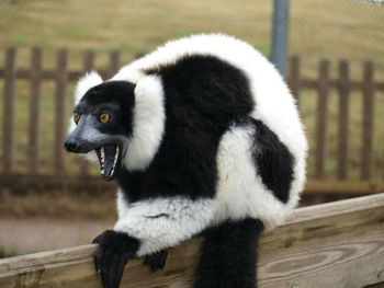 Close-up of lemur at woburn safari park