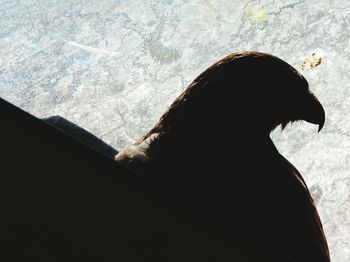 Rear view portrait of silhouette woman standing in water