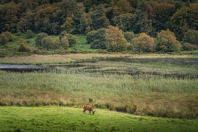 Dog running on field