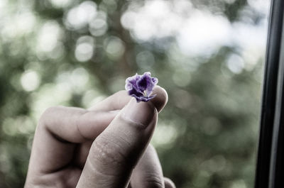 Cropped hand holding purple flower