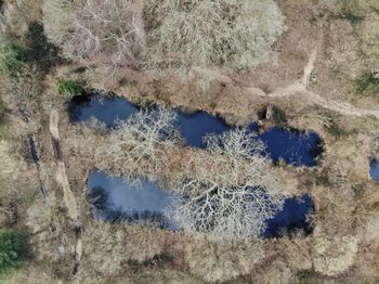 High angle view of turtle on ground