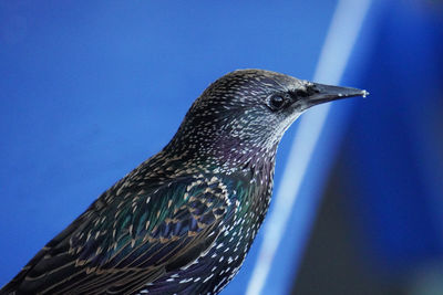 Low angle view of a bird