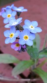Close-up of flowers