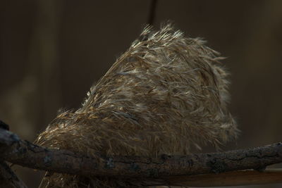 Close-up of bird perching on branch