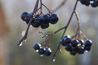 Close-up of berries growing on tree