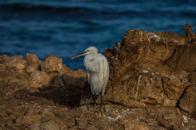 Seagull perching on rock