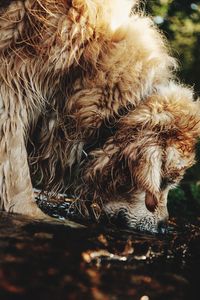 Close-up of a dog