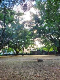 Trees on field against sky