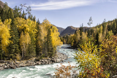 Scenic view of river amidst trees in forest against sky