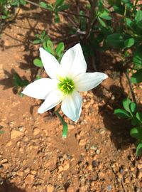 High angle view of white hibiscus blooming outdoors