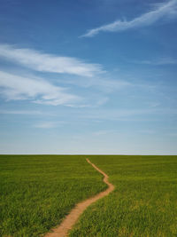 Narrow footpath across a growing wheat green field below a blue sky. peaceful scene with a path 