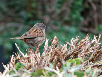 Close-up of bird perching on branch