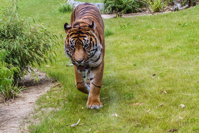 Full length of a cat in zoo