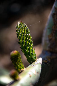 Close-up of succulent plant