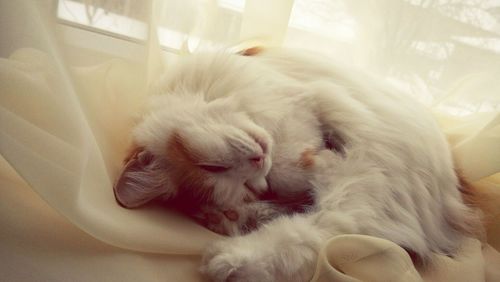 Close-up of cat relaxing on bed