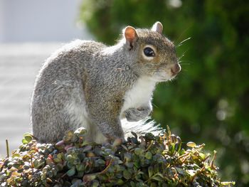 Close-up of squirrel perched on a leafy plant