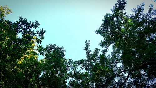 Low angle view of trees against blue sky