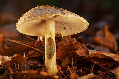 Close-up of mushroom growing on field