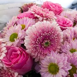 Close-up of pink dahlia flowers