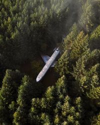 High angle view of airplane flying over trees in forest